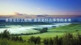 桑葚是什么植物 桑葚是什么季节的水果,几种黑色系的水果，一般人都吃不起的水果是是哪种？