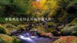 杏花鸡是在什么环境中长大的?自家山场养了五个月的封开杏花鸡需要卖多少钱斤？一只可以卖多少钱？？