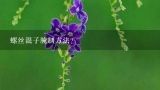 螺丝混子腌制方法？螺丝混子是什么？