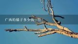 广西的橘子多少钱一斤？广西桂林金桔的消费人群
