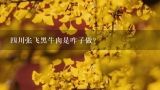 四川张飞黑牛肉是咋子做？黑牛肉是怎么制成的？