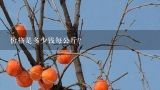 价格是多少钱每公斤？