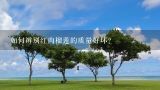 如何辨别红肉榴莲的质量好坏？
