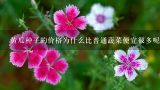 黄瓜种子的价格为什么比普通蔬菜便宜很多呢？