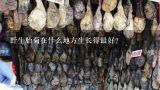 野生胎菊在什么地方生长得最好？