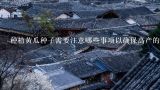 种植黄瓜种子需要注意哪些事项以确保高产的结果？