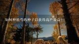 如何种植芍药种子以获得高产效益？