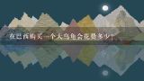 在巴西购买一个大乌龟会花费多少？