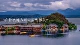 在什么地方可以买到豚鼠？