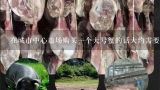 在城市中心市场购买一个大号蟹的话大约需要多少钱？