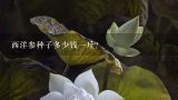 西洋参种子多少钱一斤？