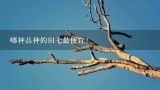 哪种品种的田七最便宜？