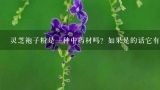 灵芝袍子粉是一种中药材吗？如果是的话它有什么功效和用法呢？