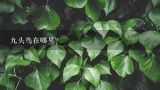 九头鸟在哪里？