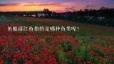 鱼酷清江鱼指的是哪种鱼类呢？