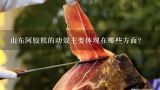 山东阿胶糕的功效主要体现在哪些方面？