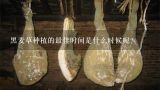 黑麦草种植的最佳时间是什么时候呢？