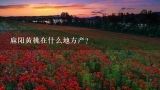 麻阳黄桃在什么地方产？