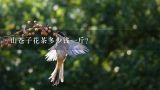 山苍子花茶多少钱一斤？