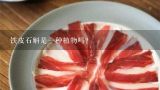 铁皮石斛是一种植物吗？