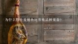 为什么野生麦穗鱼比养殖品种更贵？