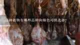这种植物有哪些品种和颜色可供选择？