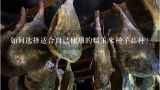 如何选择适合自己使用的糯玉米种子品种？
