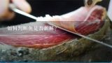 如何判断鱼是否新鲜？
