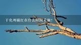 干化州橘红在什么时间采摘？
