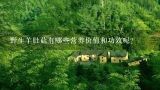 野生羊肚菇有哪些营养价值和功效呢？