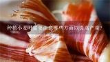 种植小麦时需要注意哪些方面以提高产量？