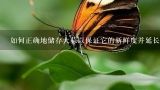 如何正确地储存大蒜以保证它的新鲜度并延长保质期？