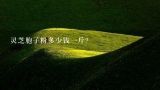灵芝胞子粉多少钱一斤？