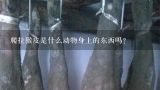 爬拉猴皮是什么动物身上的东西吗？