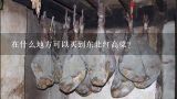 在什么地方可以买到东北红高粱？