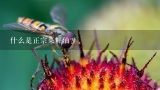 什么是正宗菜籽油？