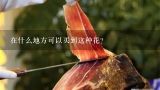 在什么地方可以买到这种花？