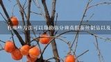 有哪些方法可以帮助你分辨真假蚕丝制品以及如何选择真正的高质量蚕丝面料？