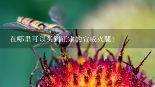 在哪里可以买到正宗的宣威火腿? 在哪里可以买到正宗的宣威火腿?