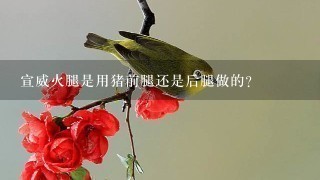 宣威火腿是用猪前腿还是后腿做的? 宣威火腿是用猪前腿还是后腿做的?
