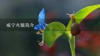 威宁火腿简介 威宁火腿简介