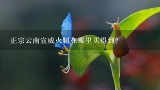 正宗云南宣威火腿在哪里买得到? 正宗云南宣威火腿在哪里买得到?