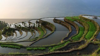 宣威火腿哪种好? 宣威火腿哪种好?