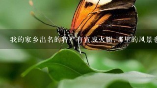 我的家乡出名的特产有宣威火腿,哪里的风景也很美用 我的家乡出名的特产有宣威火腿,哪里的风景也很美用
