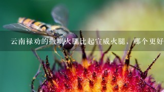 云南禄劝的撒坝火腿比起宣威火腿,哪个更好吃一点? 云南禄劝的撒坝火腿比起宣威火腿,哪个更好吃一点?