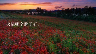 火腿哪个牌子好? 火腿哪个牌子好?