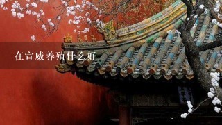 在宣威养殖什么好 在宣威养殖什么好