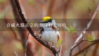 宣威火腿正宗的有没有人回收 宣威火腿正宗的有没有人回收