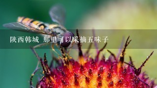 陕西韩城 那里可以采摘五味子 陕西韩城 那里可以采摘五味子