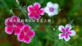 宣威火腿肉蒸娃娃菜怎么做 宣威火腿肉蒸娃娃菜怎么做